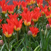 Tulipany Flames Mystery - 3 ks v balení