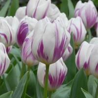 Tulipany Flaming Flag - 3 ks v balení