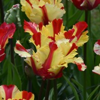 Tulipany Parrot Flaming - 2 ks v balení