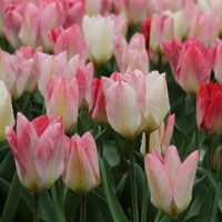 Tulipany Purissima Flaming - 3 ks v balení