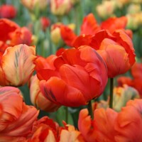 Tulipany Flower Power - 3 ks v balení
