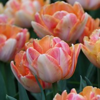 Tulipany Foxy Foxtrot - 2 ks v balení