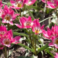 Tulipany Garden of Clusius - 3 ks v balení