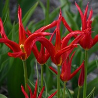Tulipany Go Go Red 1ks