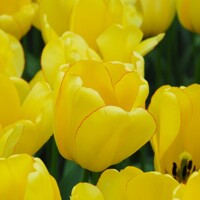 Tulipany Golden Parade - 3 ks v balení