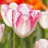 Tulipany Graceland - 2 ks v balení
