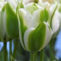 Tulipany Green Day 1ks