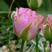 Tulipany Groenland - 3 ks v balení