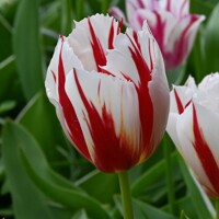 Tulipany Happy Generation - 3 ks v balení