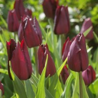 Tulipany Indeland - 3 ks v balení