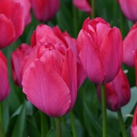 Tulipany Van Eijk Lady - 3 ks v balení