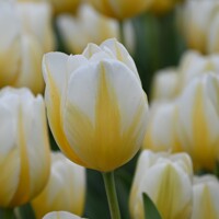 Tulipany Lemon Chiffon - 3 ks v balení