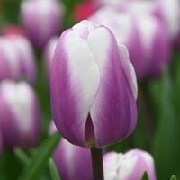 Tulipany Librije - 3 ks v balení