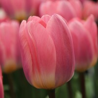 Tulipany Light and Dreamy - 3 ks v balení