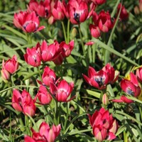 Tulipany Little Beauty - 5 ks v balení