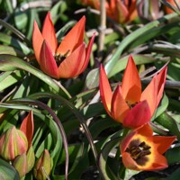 Tulipany Little Princess - 5 ks v balení