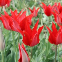 Tulipany Liz de Velours 1ks