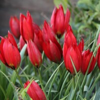 Tulipany Lizzy - 5 ks v balení