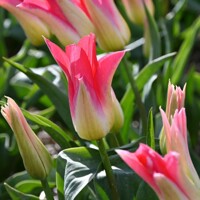 Tulipany Love Story 1ks