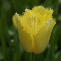 Tulipany Maja - 3 ks v balení