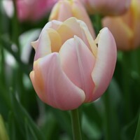 Tulipany Mango Charm - 3 ks v balení