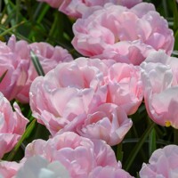 Tulipany Mariage - 2 ks v balení