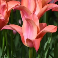 Tulipany Marianne - 3 ks v balení