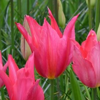 Tulipany Mariette - 3 ks v balení