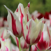Tulipany Marilyn - 3 ks v balení