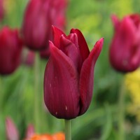 Tulipany Merlot - 3 ks v balení