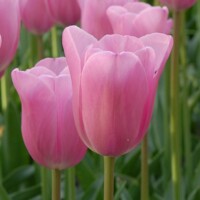 Tulipany Mistress - 3 ks v balení