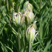 Tulipany Mystery Valley - 2 ks v balení