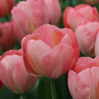 Tulipany Van Eijk Mystic - 3 ks v balení