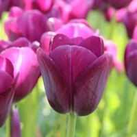 Tulipany Negrita - 3 ks v balení