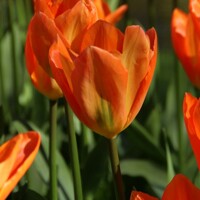 Tulipany Orange Emperor - 3 ks v balení
