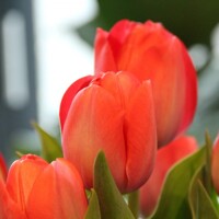 Tulipany Van Eijk Orange - 3 ks v balení