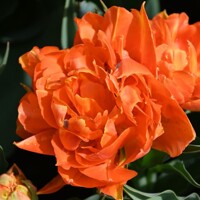 Tulipany Orca - 2 ks v balení