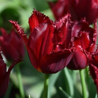 Tulipany Pacific Pearl - 3 ks v balení