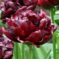 Tulipany Palmyra - 2 ks v balení