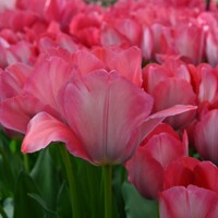 Tulipany Pink Sound - 3 ks v balení