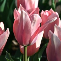 Tulipany Poco Loco - 3 ks v balení