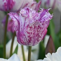 Tulipany Purple Circus - 3 ks v balení