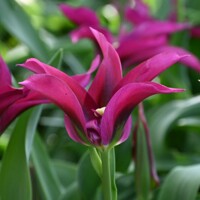 Tulipany Purple Doll - 3 ks v balení