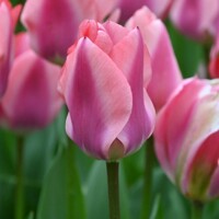 Tulipany Purissima Purple - 3 ks v balení