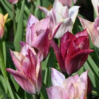 Tulipany Raye - 3 ks v balení