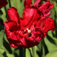 Tulipany Red Madonna - 2 ks v balení