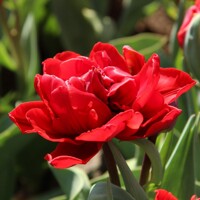Tulipany Red Princess - 2 ks v balení