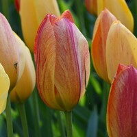 Tulipany Rhapsody Of Smiles - 3 ks v balení