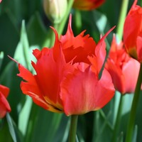 Tulipany Rebbedoes 1ks