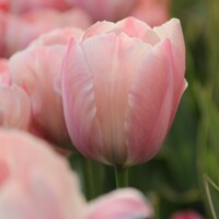 Tulipany Van Eijk Salmon - 3 ks v balení